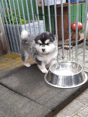 images/J-Wurf/Joe Cocker/Joe-Cocker-5-1.jpeg